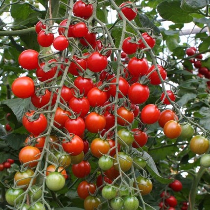 Cherrytomaat 'Bartelly F1' – Solanum lycopersicum 