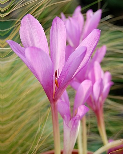 Colchicum 'The Giant'