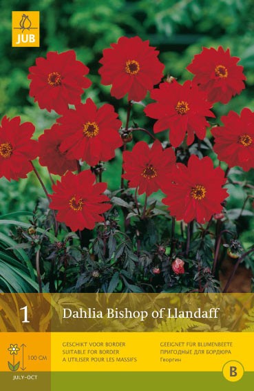 Dahlia 'Bishop of Llandaff'