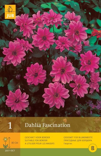 Dahlia 'Fascination'