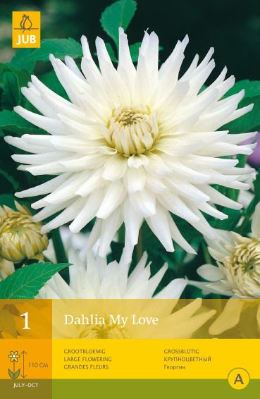 Dahlia 'My Love'