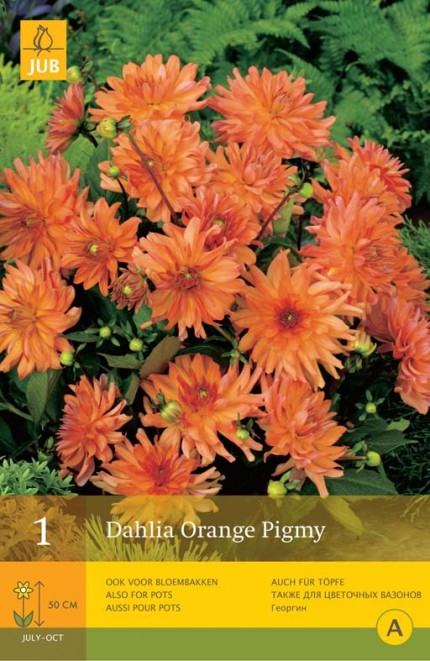 Dahlia 'Orange Pigmy'