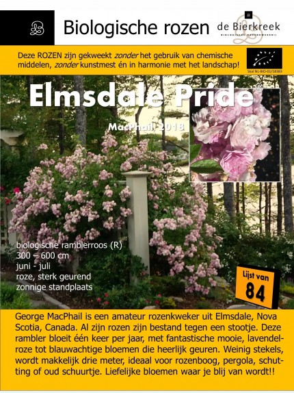 Rosa  'Elmsdale Pride'