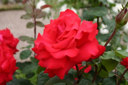 Rosa 'Grande Amore'