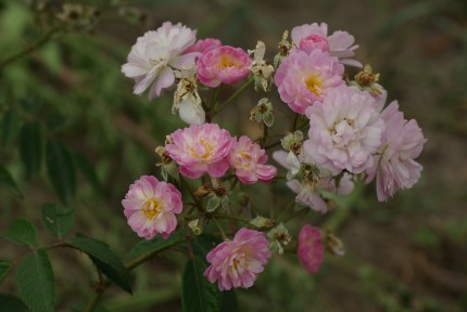 Rosa 'Guirlande Rose'