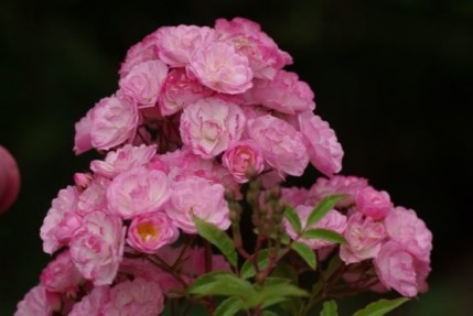 Rosa 'Heavenly Pink'
