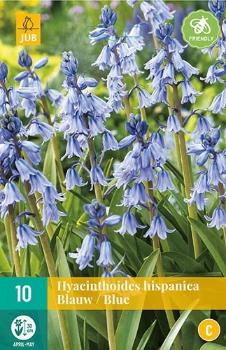 Hyacinthoides hispanica blauw