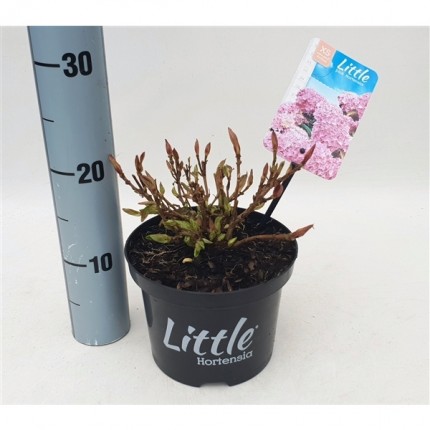 Hydrangea macrophylla Little Pink