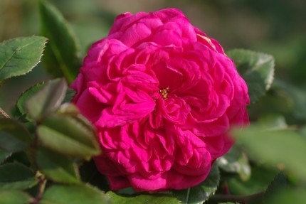 Rosa 'Laguna'
