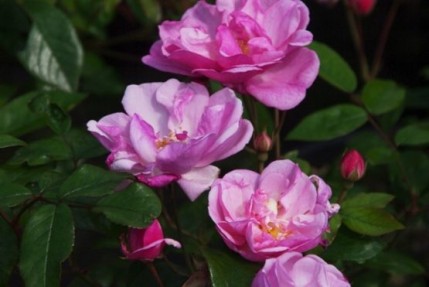 Rosa 'Lavender Meidiland'