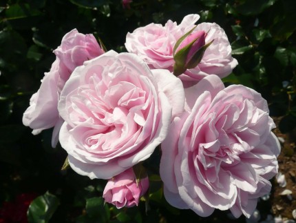 Rosa 'Lilac Wine'