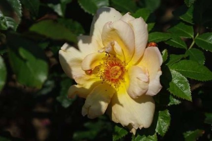 Rosa 'Maigold'
