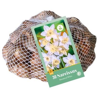 Narcissus botanisch white