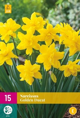 Narcissus 'Golden Ducat'