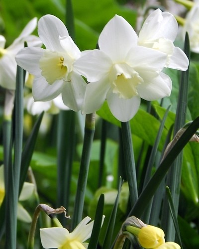 Narcissus 'Pueblo'