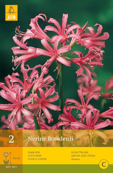 Nerine bowdenii