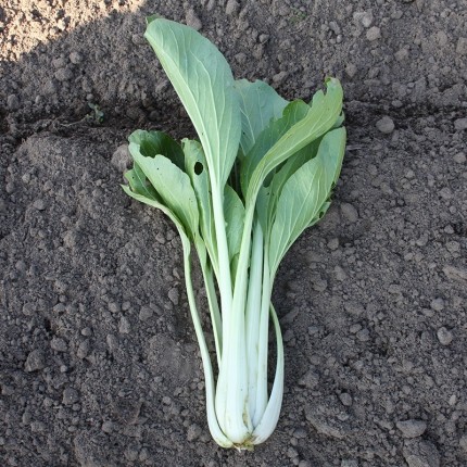 Paksoi 'Taisai' – Brassica rapa 