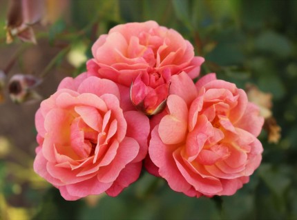 Rosa 'Peach Melba'