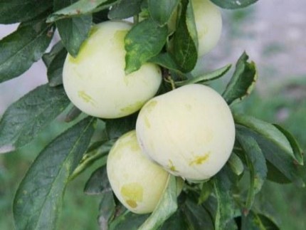 Prunus domestica 'Reine d'oullins' struik