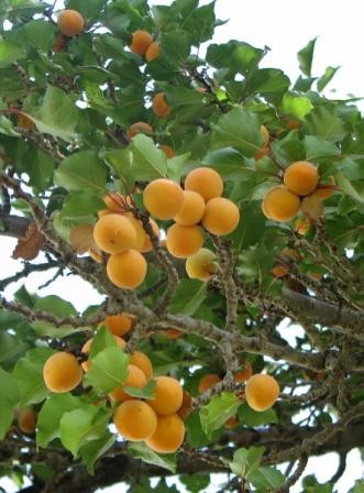 Prunus armeniaca 'Bredase'