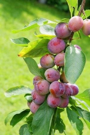 Prunus domestica 'Opal' struik