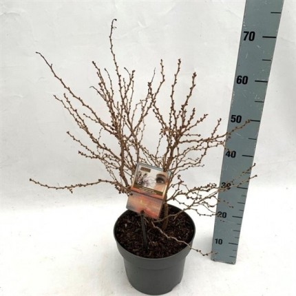 Prunus incisa Kojou-no-mai