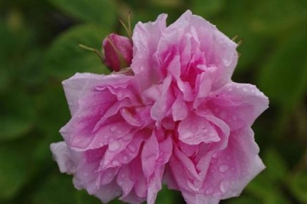 Rosa 'Quatre Saisons' 