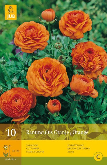 Ranunculus Oranje