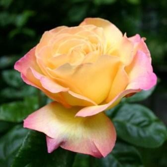 Rosa 'Peace'