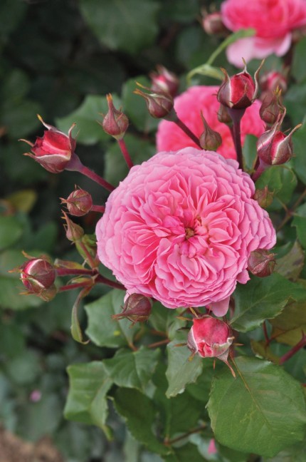 Rosa  'Theo Clevers'