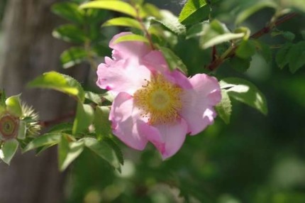 Rosa 'Roxburghii'