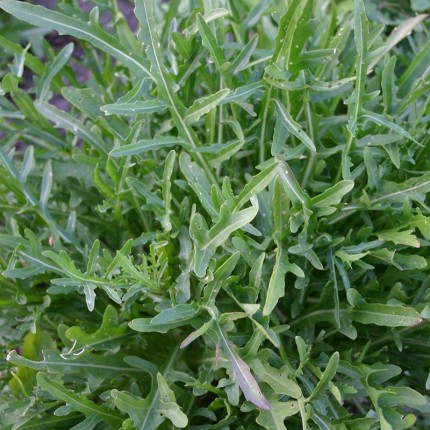 Rucola 'Selvatica' – Diplotaxis tenuifolia