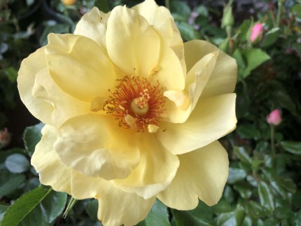 Rosa 'Solar Bee Licious'