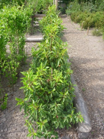 Prunus Lusitanica 'Angustifolia'