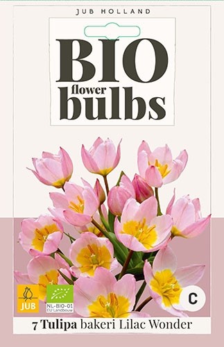 Tulipa bakeri 'Lilac Wonder' biologisch