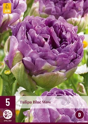 Tulipa 'Blue Wow'