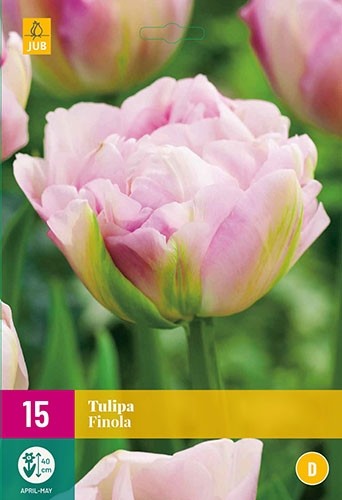 Tulipa 'Finola'