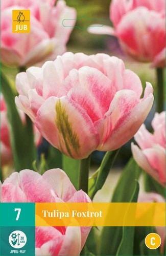 Tulipa 'Foxtrot'