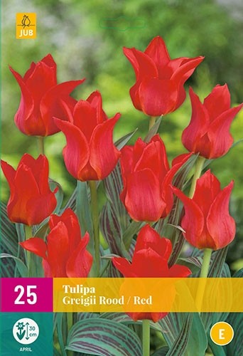 Tulipa greigii rood