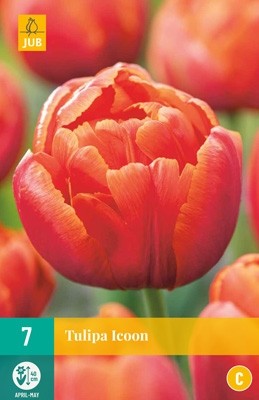 Tulipa 'Icoon'