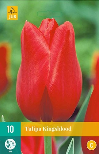 Tulipa 'Kingsblood'