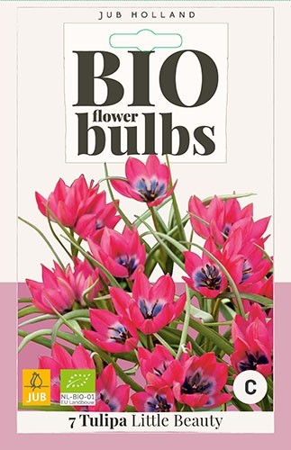 Tulipa 'Little Beauty' biologisch