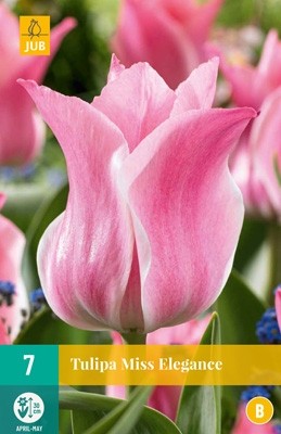 Tulipa 'Miss Elegance'
