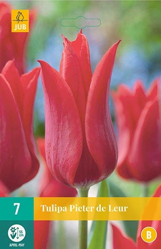 Tulipa 'Pieter de Leur'