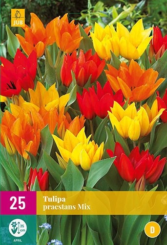 Tulipa praestans mix