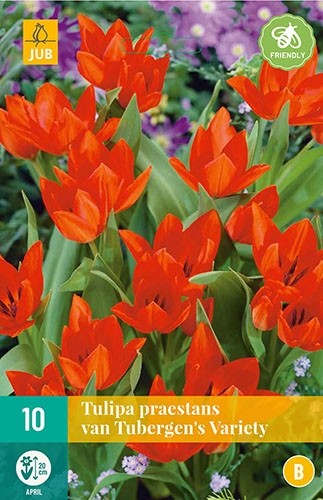 Tulipa praestans 'Van Tubergen's Variety'