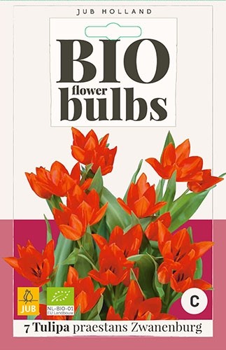 Tulipa praestans 'Zwanenburg' biologisch