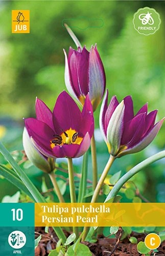 Tulipa pulchella 'Persian Pearl'