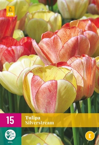 Tulipa 'Silverstream'