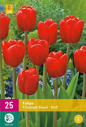 Tulipa triumph rood